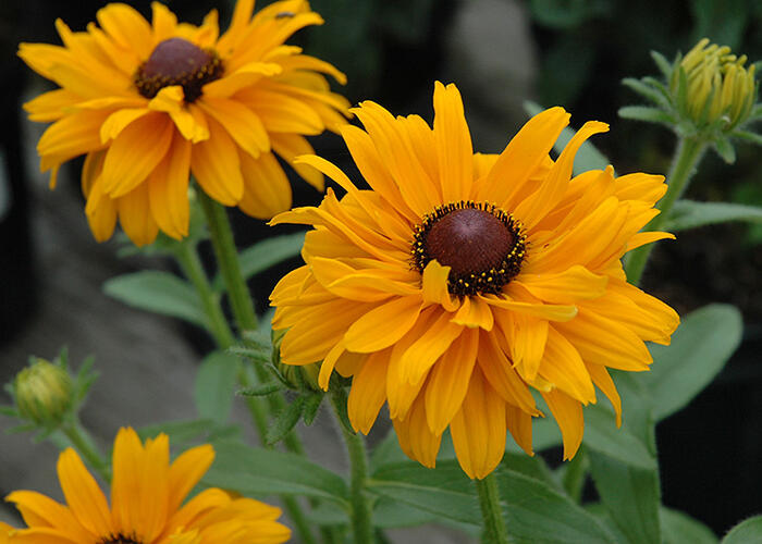 Třapatka srstnatá 'Goldilocks' - Rudbeckia hirta 'Goldilocks'