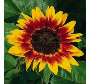Slunečnice roční 'Ring of Fire' - Helianthus annuus 'Ring of Fire'