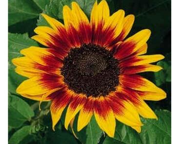 Slunečnice roční 'Ring of Fire'