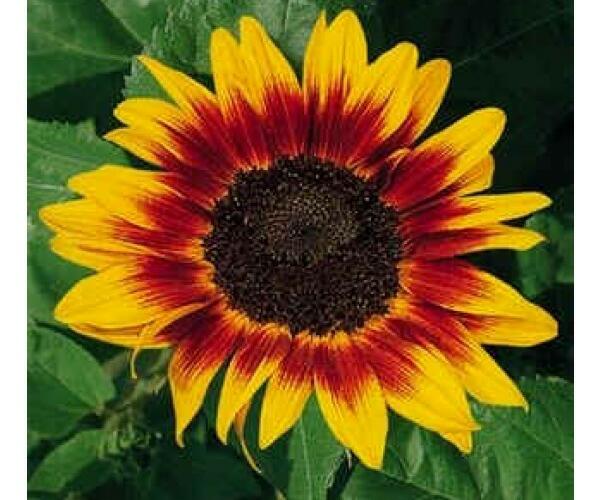 Slunečnice roční 'Ring of Fire' - Helianthus annuus 'Ring of Fire'