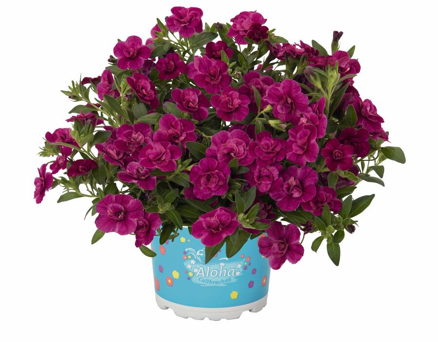 Minipetúnie, Million Bells 'Aloha Double Purple' - Calibrachoa hybrida 'Aloha Double Purple'