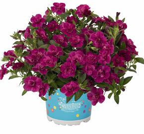 Minipetúnie, Million Bells 'Aloha Double Purple' - Calibrachoa hybrida 'Aloha Double Purple'