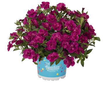 Minipetúnie, Million Bells 'Aloha Double Purple'