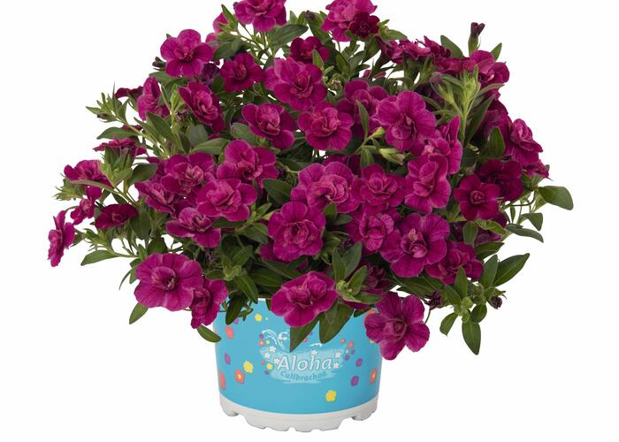 Minipetunie, Million Bells 'Aloha Double Purple' - Calibrachoa hybrida 'Aloha Double Purple'