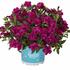 minipetunie-million-bells-aloha-double-purple.jpg