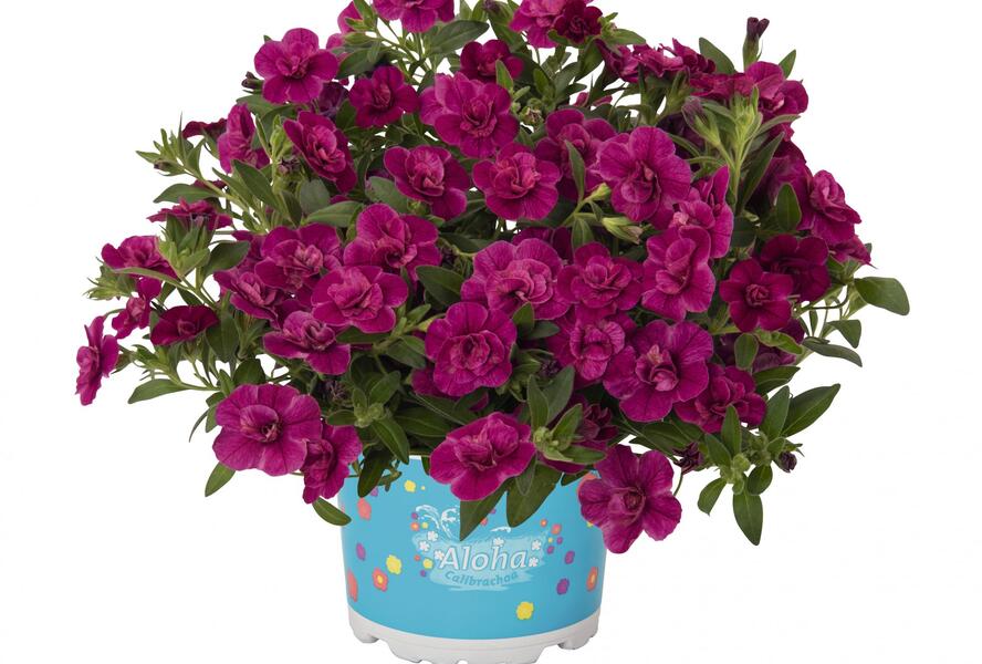 Minipetúnie, Million Bells 'Aloha Double Purple' - Calibrachoa hybrida 'Aloha Double Purple'