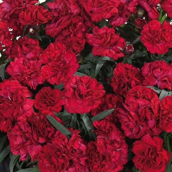 Hvozdík karafiát 'Sunflor Dynamite' - Dianthus caryophyllus 'Sunflor Dynamite'