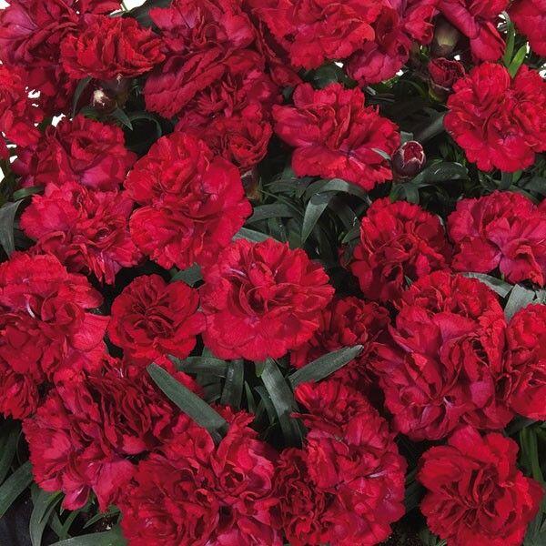 Hvozdík karafiát 'Sunflor Dynamite' - Dianthus caryophyllus 'Sunflor Dynamite'
