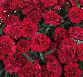 Hvozdík karafiát 'Sunflor Dynamite'