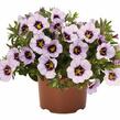 Minipetúnie, Million Bells 'Blomtastic Lavender Quartz' - Calibrachoa hybrida 'Blomtastic Lavender Quartz'