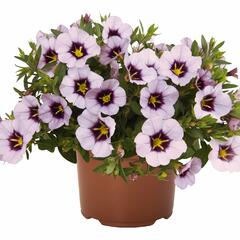 Minipetúnie, Million Bells 'Blomtastic Lavender Quartz' - Calibrachoa hybrida 'Blomtastic Lavender Quartz'