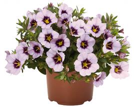 Minipetúnie, Million Bells 'Bloomtastic Lavender Quartz'
