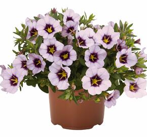 Minipetúnie, Million Bells 'Blomtastic Lavender Quartz' - Calibrachoa hybrida 'Blomtastic Lavender Quartz'