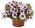 Minipetúnie, Million Bells 'Bloomtastic Lavender Quartz'