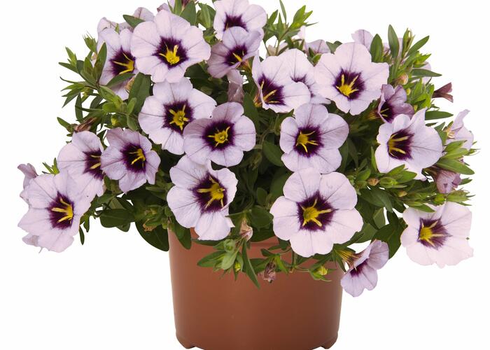 Minipetunie, Million Bells 'Blomtastic Lavender Quartz' - Calibrachoa hybrida 'Blomtastic Lavender Quartz'