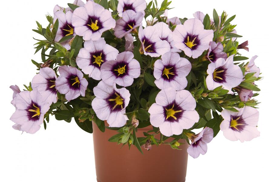 Minipetúnie, Million Bells 'Bloomtastic Lavender Quartz' - Calibrachoa hybrida 'Bloomtastic Lavender Quartz'