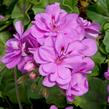 Muškát, pelargonie převislá plnokvětá 'Double Royal Lavender' - Pelargonium peltatum 'Double Royal Lavender'