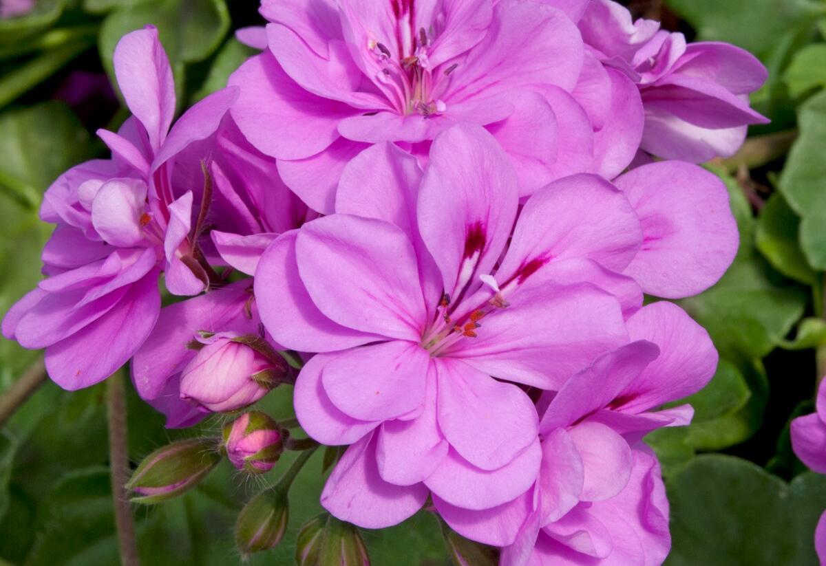 Muškát, pelargonie převislá plnokvětá 'Double Royal Lavender' - Pelargonium peltatum 'Double Royal Lavender'