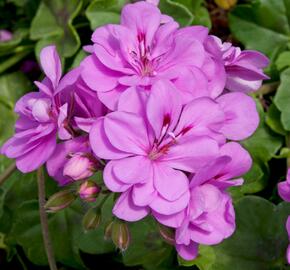 Muškát, pelargonie převislá plnokvětá 'Double Royal Lavender' - Pelargonium peltatum 'Double Royal Lavender'