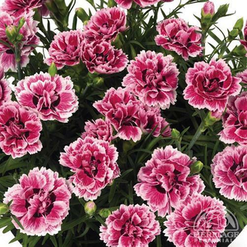 Hvozdík karafiát 'Sunflor Esta' - Dianthus caryophyllus 'Sunflor Esta'