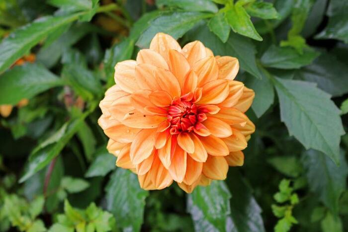 Jiřina 'Lubega Special Orange Bicolor' - Dahlia 'Lubega Special Orange Bicolor'