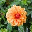 Jiřina 'Lubega Special Orange Bicolor' - Dahlia 'Lubega Special Orange Bicolor'