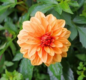 Jiřina 'Lubega Special Orange Bicolor' - Dahlia 'Lubega Special Orange Bicolor'