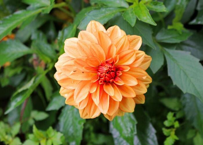 Jiřina 'Lubega Special Orange Bicolor' - Dahlia 'Lubega Special Orange Bicolor'