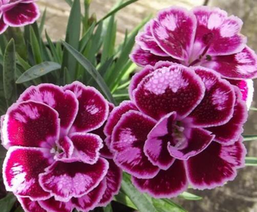 Hvozdík karafiát 'Sunflor Charmy Whila' - Dianthus caryophyllus 'Sunflor Charmy Whila'