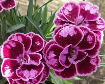 Hvozdík karafiát 'Sunflor Charmy Whila'