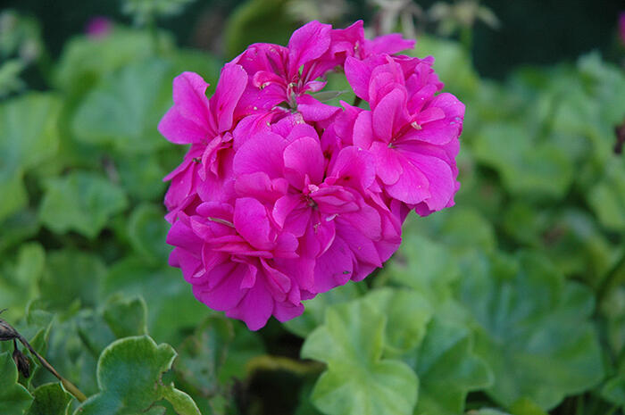 Muškát, pelargonie převislá plnokvětá 'Double Royal Blue' - Pelargonium peltatum 'Double Royal Blue'