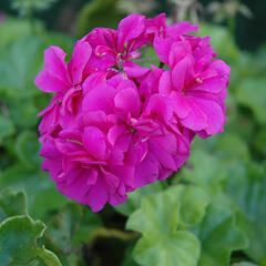 Muškát, pelargonie převislá plnokvětá 'Double Royal Blue' - Pelargonium peltatum 'Double Royal Blue'