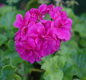 Muškát, pelargonie převislá plnokvětá 'Double Royal Blue' - Pelargonium peltatum 'Double Royal Blue'