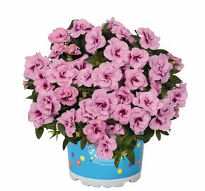 Minipetúnie, Million Bells 'Aloha Double Soft Pink Eye' - Calibrachoa hybrida 'Aloha Double Soft Pink Eye'