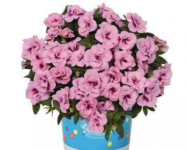 Minipetúnie, Million Bells 'Aloha Double Soft Pink Eye'