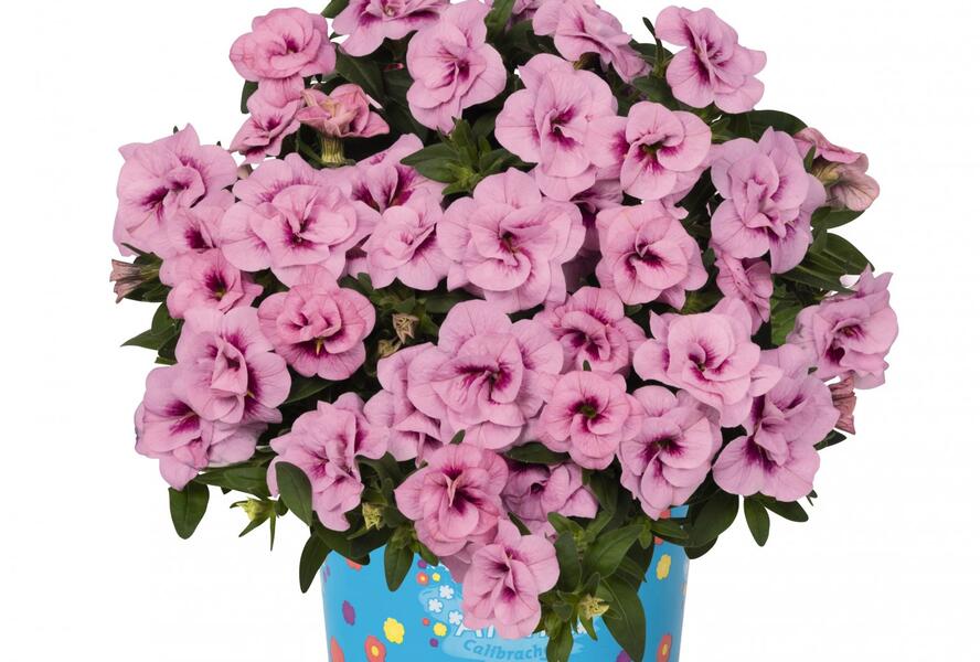 Minipetúnie, Million Bells 'Aloha Double Soft Pink Eye' - Calibrachoa hybrida 'Aloha Double Soft Pink Eye'
