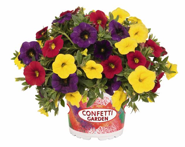 Minipetúnie, Confetti Garden 'Hawaian Hilo 2020' - Calibrachoa Confetti Garden 'Hawaian Hilo 2020'