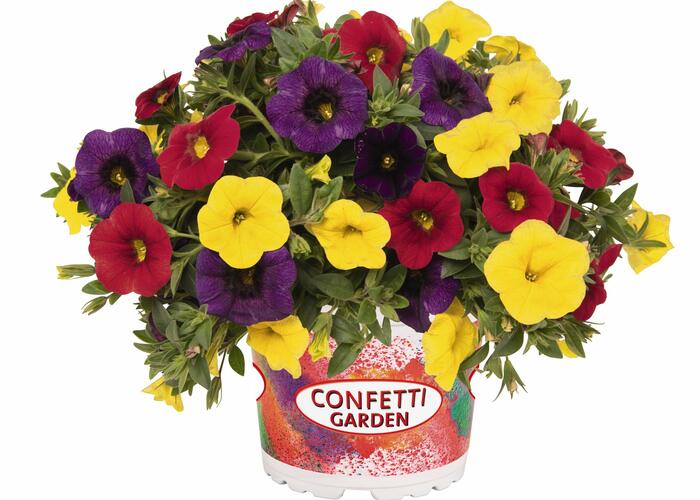 Minipetunie Confetti Garden 'Hawaian Hilo 2020' - Calibrachoa Confetti Garden 'Hawaian Hilo 2020'