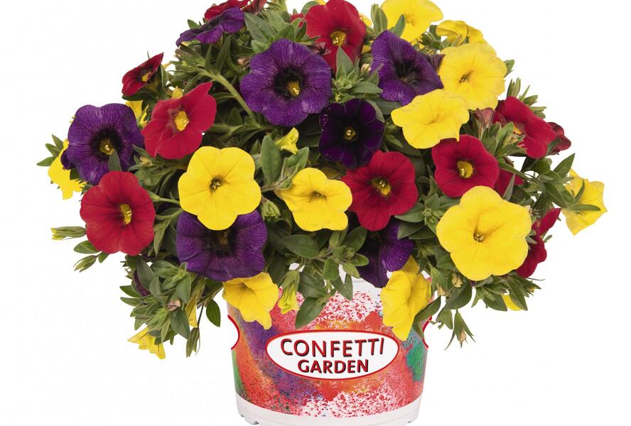 Minipetúnie, Confetti Garden 'Hawaian Hilo 2020' - Calibrachoa Confetti Garden 'Hawaian Hilo 2020'