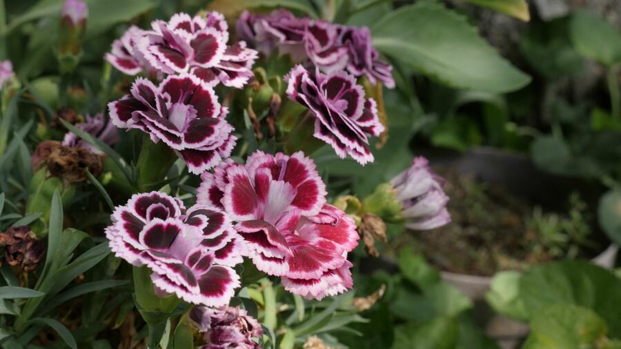 Hvozdík karafiát 'Sunflor Bianca' - Dianthus caryophyllus 'Sunflor Bianca'