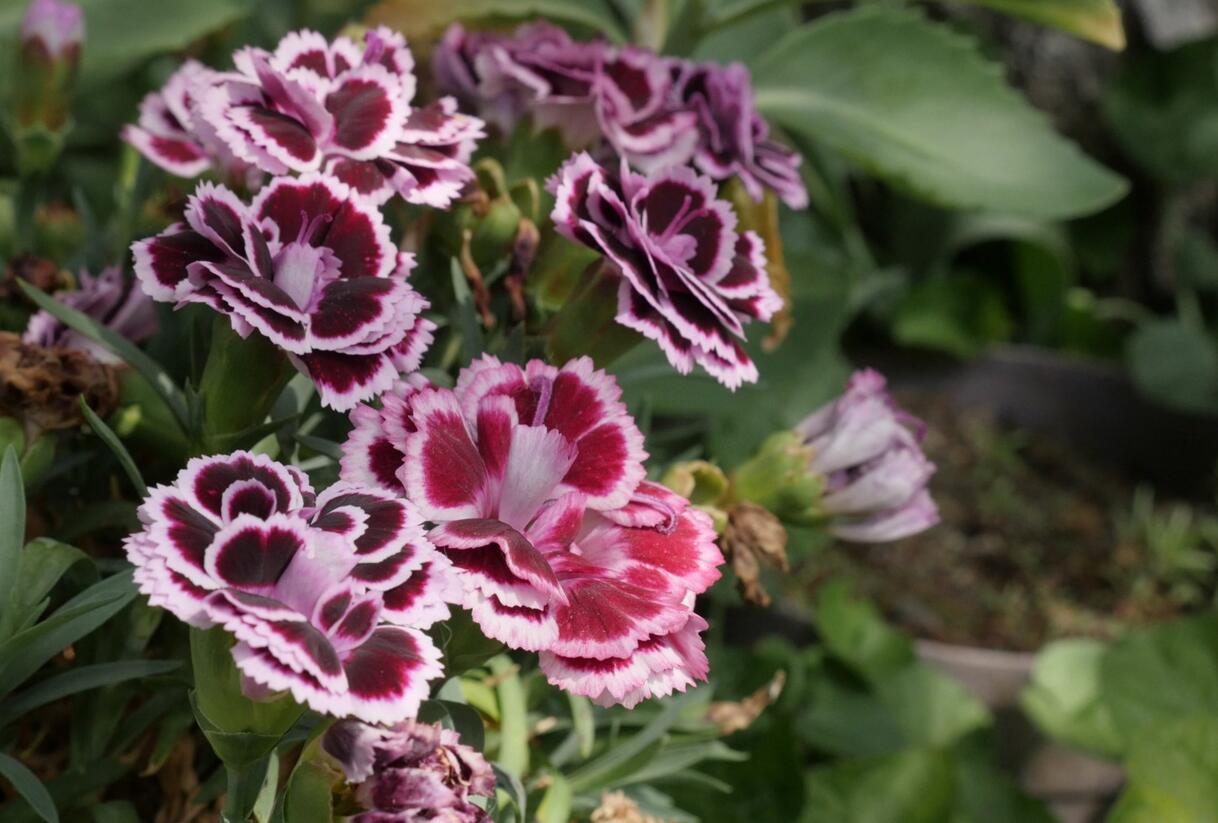 Hvozdík karafiát 'Sunflor Bianca' - Dianthus caryophyllus 'Sunflor Bianca'