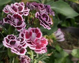 Hvozdík karafiát 'Sunflor Bianca'