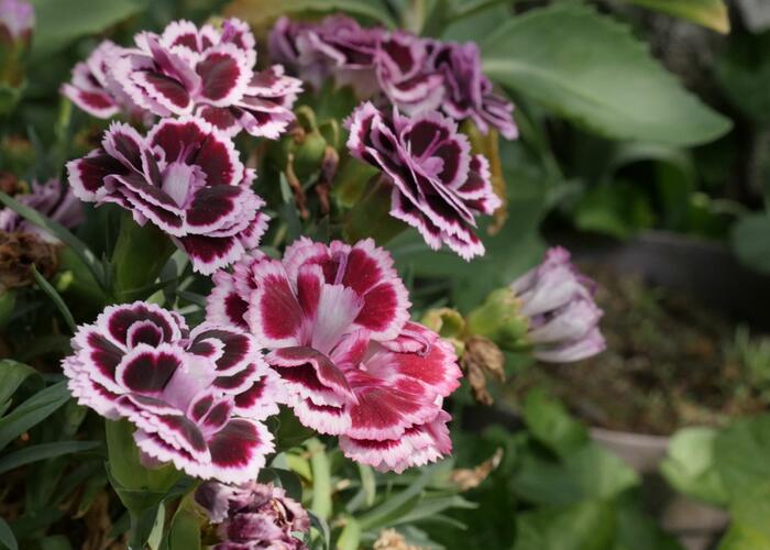 Hvozdík karafiát 'Sunflor Bianca' - Dianthus caryophyllus 'Sunflor Bianca'