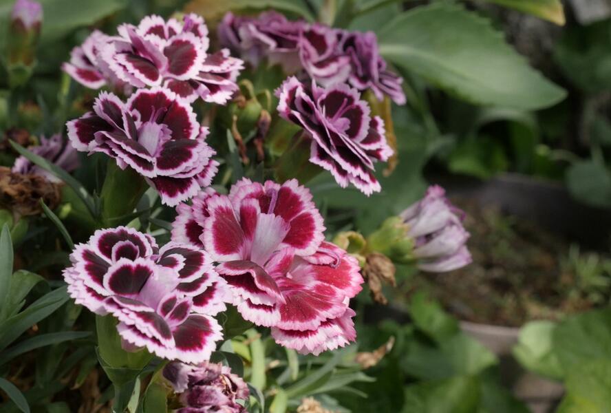 Hvozdík karafiát 'Sunflor Bianca' - Dianthus caryophyllus 'Sunflor Bianca'