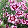 Hvozdík karafiát 'Sunflor Charmy' - Dianthus caryophyllus 'Sunflor Charmy'