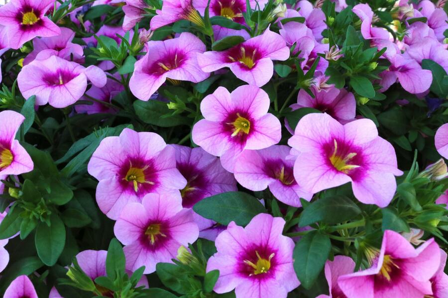 Minipetúnie, Million Bells 'Blomtastic Rose Quartz' - Calibrachoa hybrida 'Blomtastic Rose Quartz'