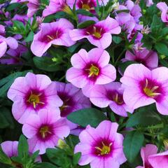 Minipetúnie, Million Bells 'Blomtastic Rose Quartz' - Calibrachoa hybrida 'Blomtastic Rose Quartz'