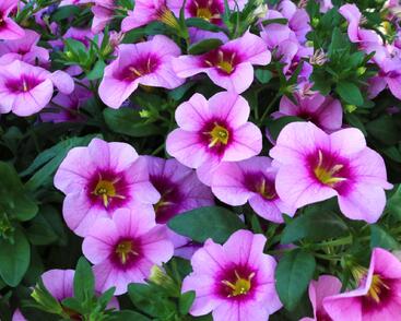Minipetúnie, Million Bells 'Bloomtastic Rose Quartz'