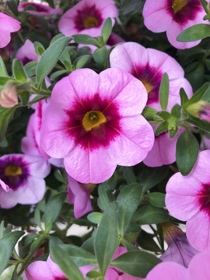 Minipetúnie, Million Bells 'Hula Soft Pink' - Calibrachoa hybrida 'Hula Soft Pink'