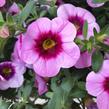 Minipetúnie, Million Bells 'Hula Soft Pink' - Calibrachoa hybrida 'Hula Soft Pink'